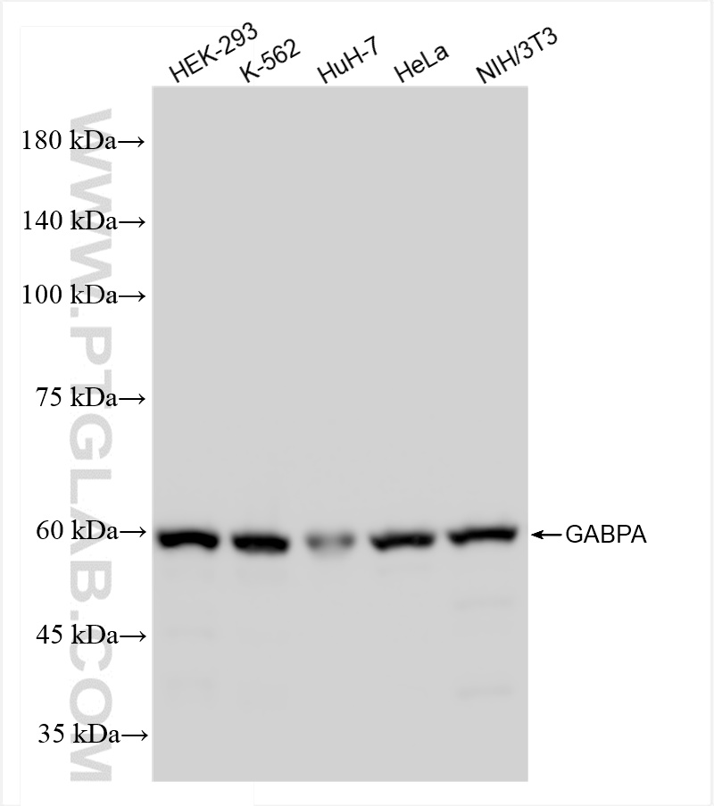 WB analysis using 84951-4-RR (same clone as 84951-4-PBS)