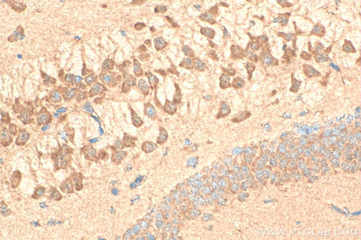 IHC staining of mouse brain using 12979-1-AP