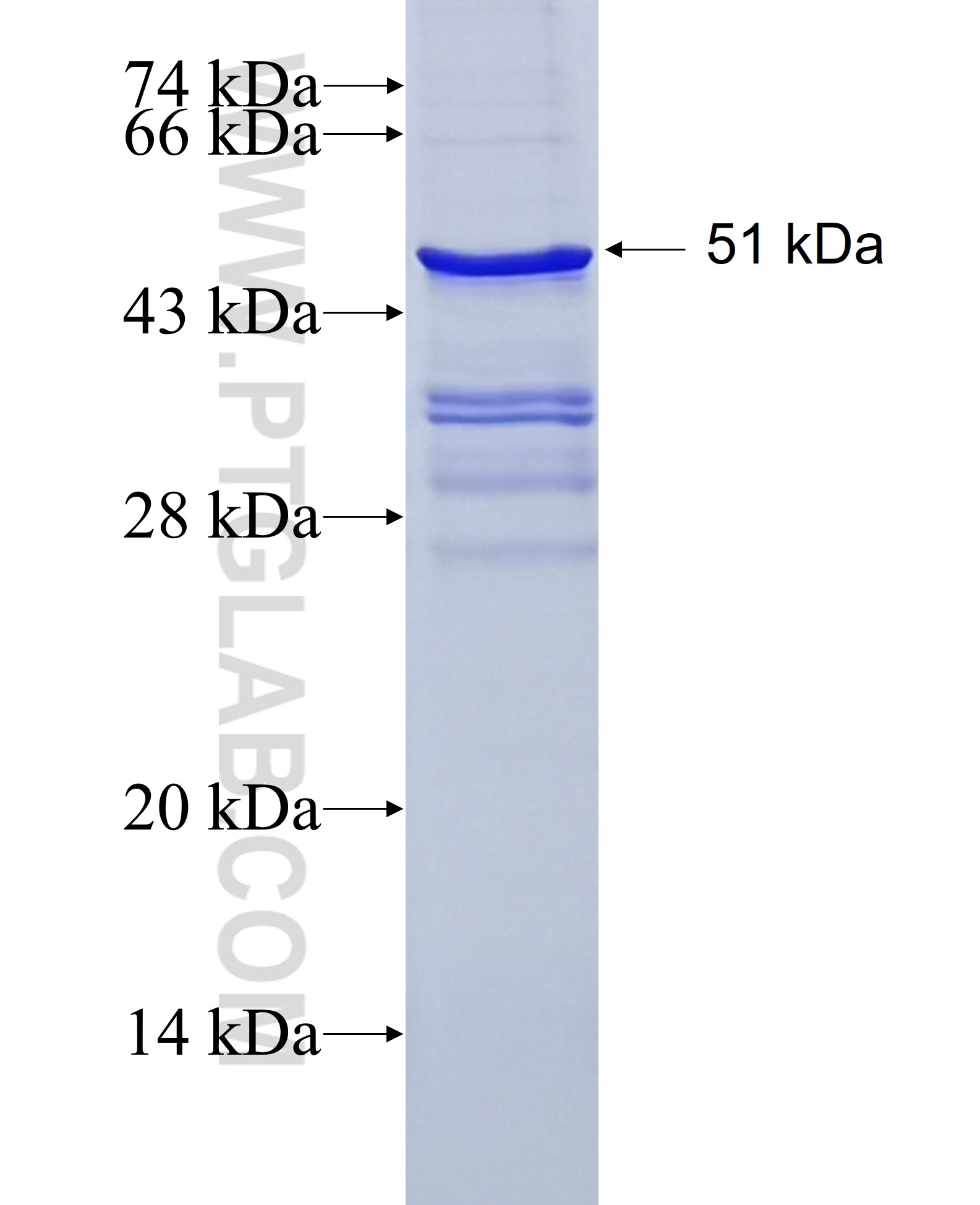 GABRA4 fusion protein Ag3600 SDS-PAGE