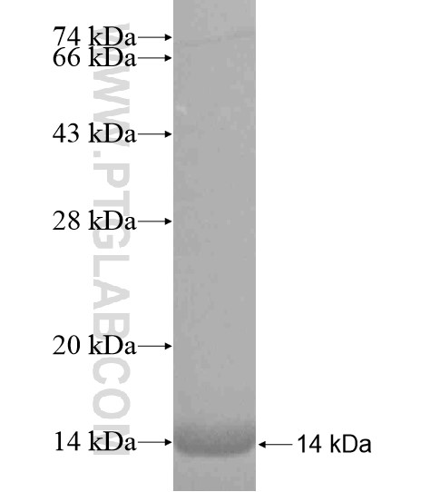 GABRA5 fusion protein Ag19442 SDS-PAGE GABRA5 fusion protein Ag19442 SDS-PAGE
