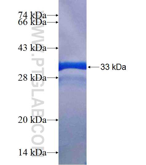 GABRA5 fusion protein Ag19514 SDS-PAGE