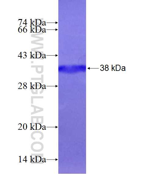 GABRB1 fusion protein Ag14070 SDS-PAGE