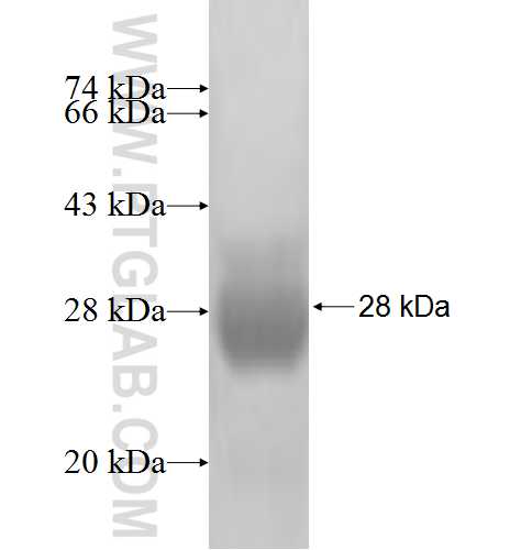 GABRB3 fusion protein Ag3009 SDS-PAGE GABRB3 fusion protein Ag3009 SDS-PAGE