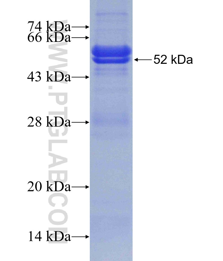 GABRG2 fusion protein Ag5237 SDS-PAGE