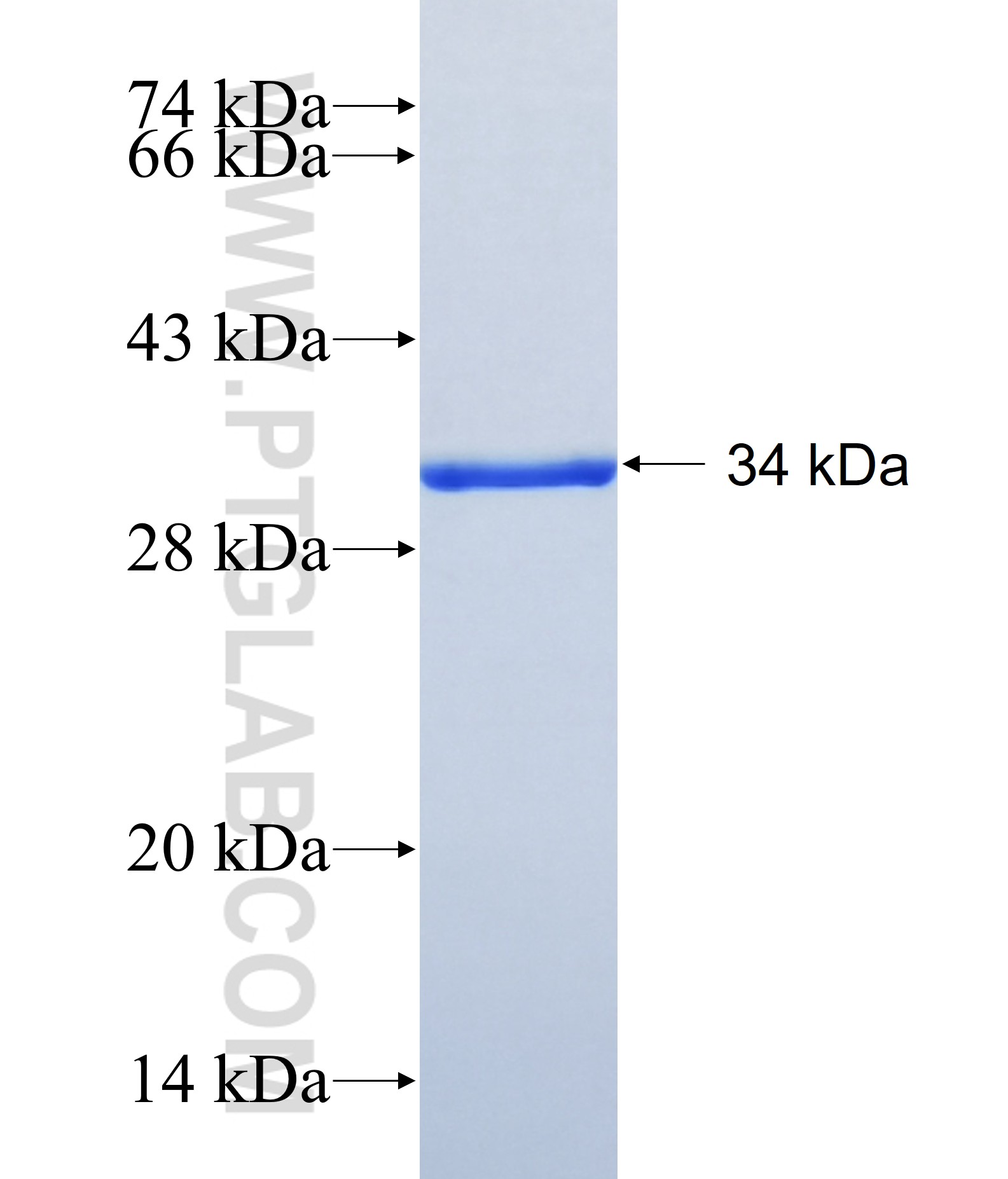 GABRG3 fusion protein Ag41145 SDS-PAGE