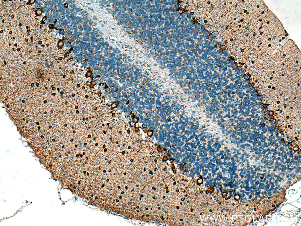 IHC staining of rat cerebellum using 67648-1-Ig (same clone as 67648-1-PBS)