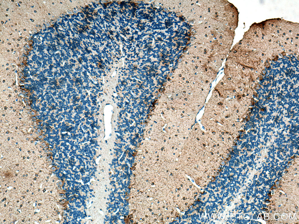 IHC staining of mouse cerebellum using 67648-1-Ig (same clone as 67648-1-PBS)