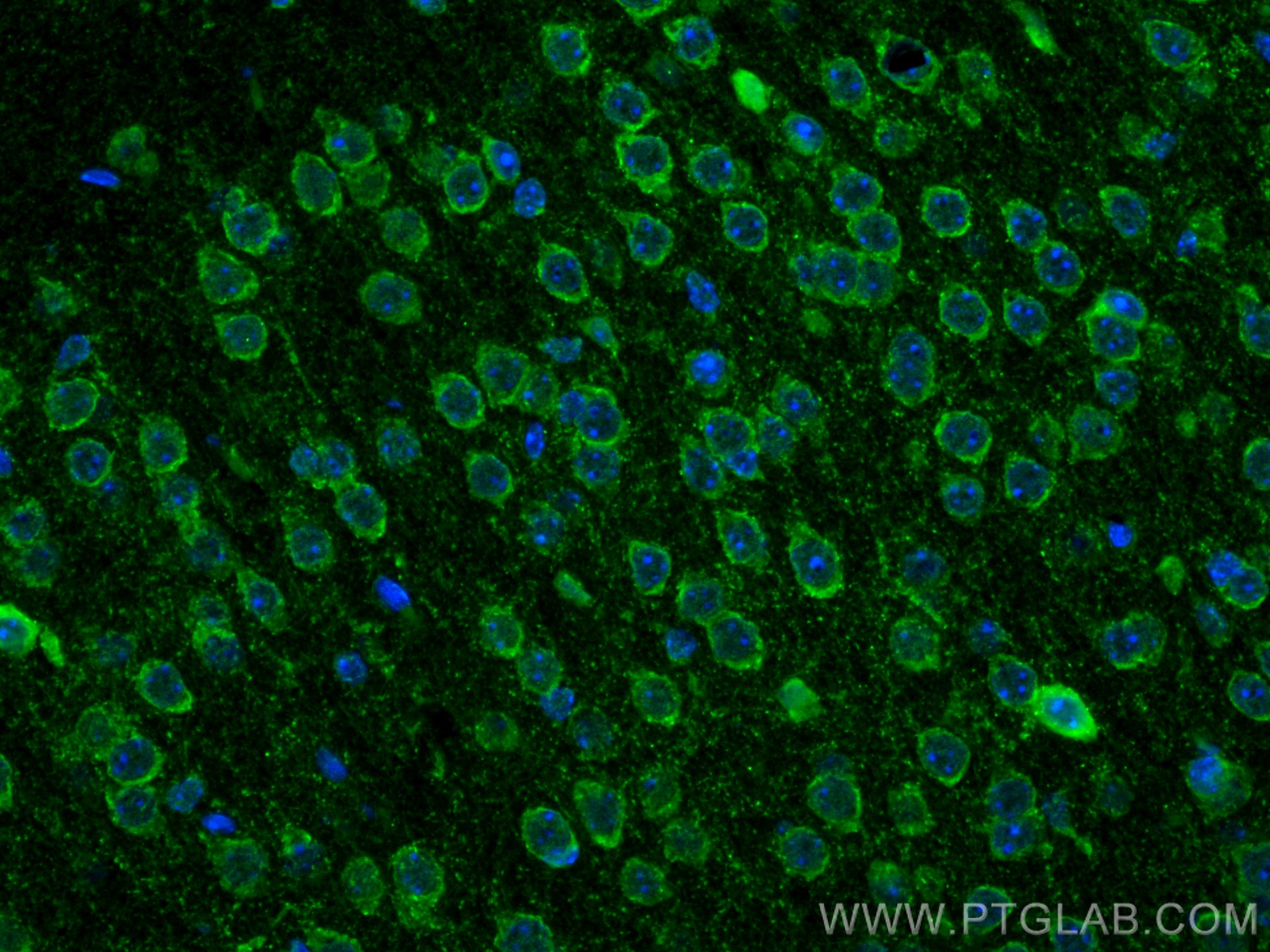IF Staining of mouse brain using CL488-67648