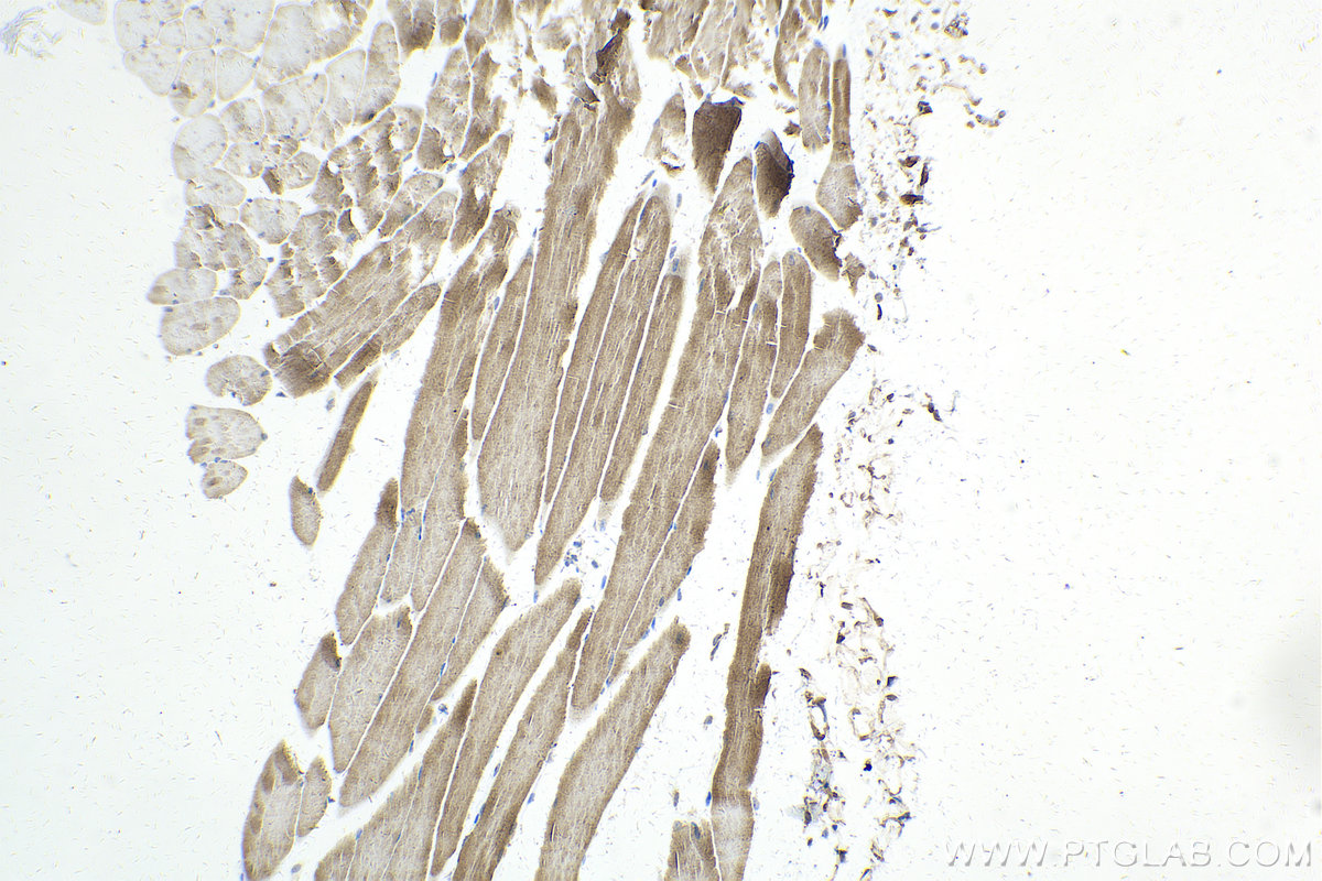 IHC staining of mouse skeletal muscle using 81250-1-RR