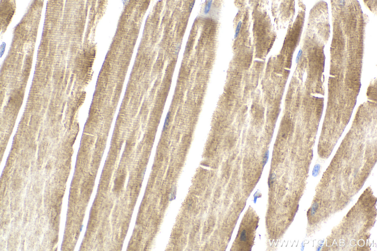 IHC staining of mouse skeletal muscle using 81250-1-RR
