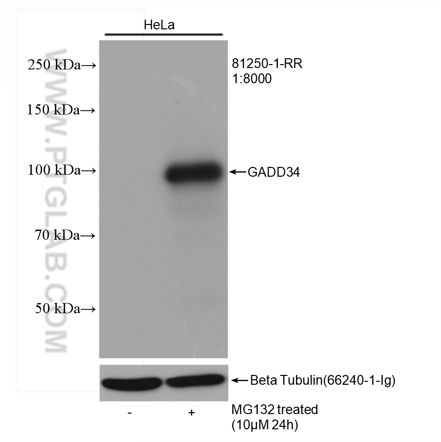 WB analysis of HeLa using 81250-1-RR