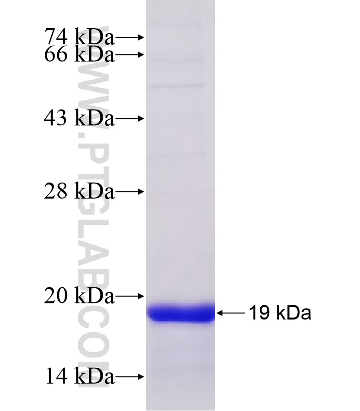 GADD45G fusion protein Ag4963 SDS-PAGE