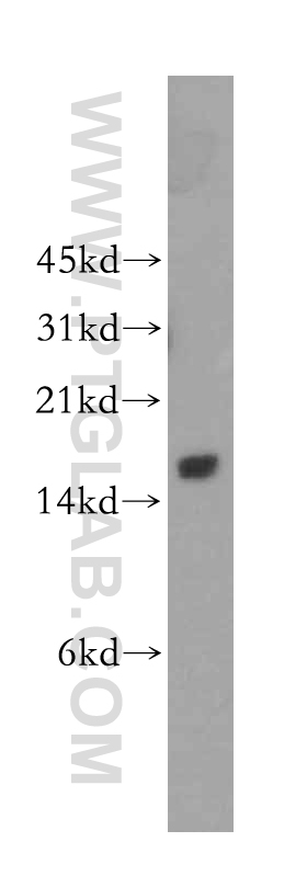 WB analysis of Jurkat using 12795-1-AP