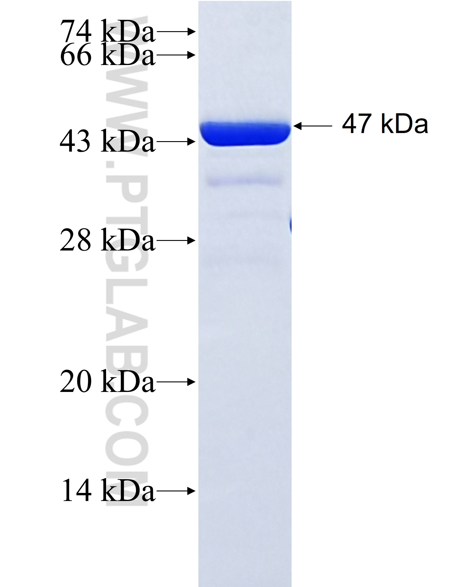 GAGE5 fusion protein Ag3857 SDS-PAGE