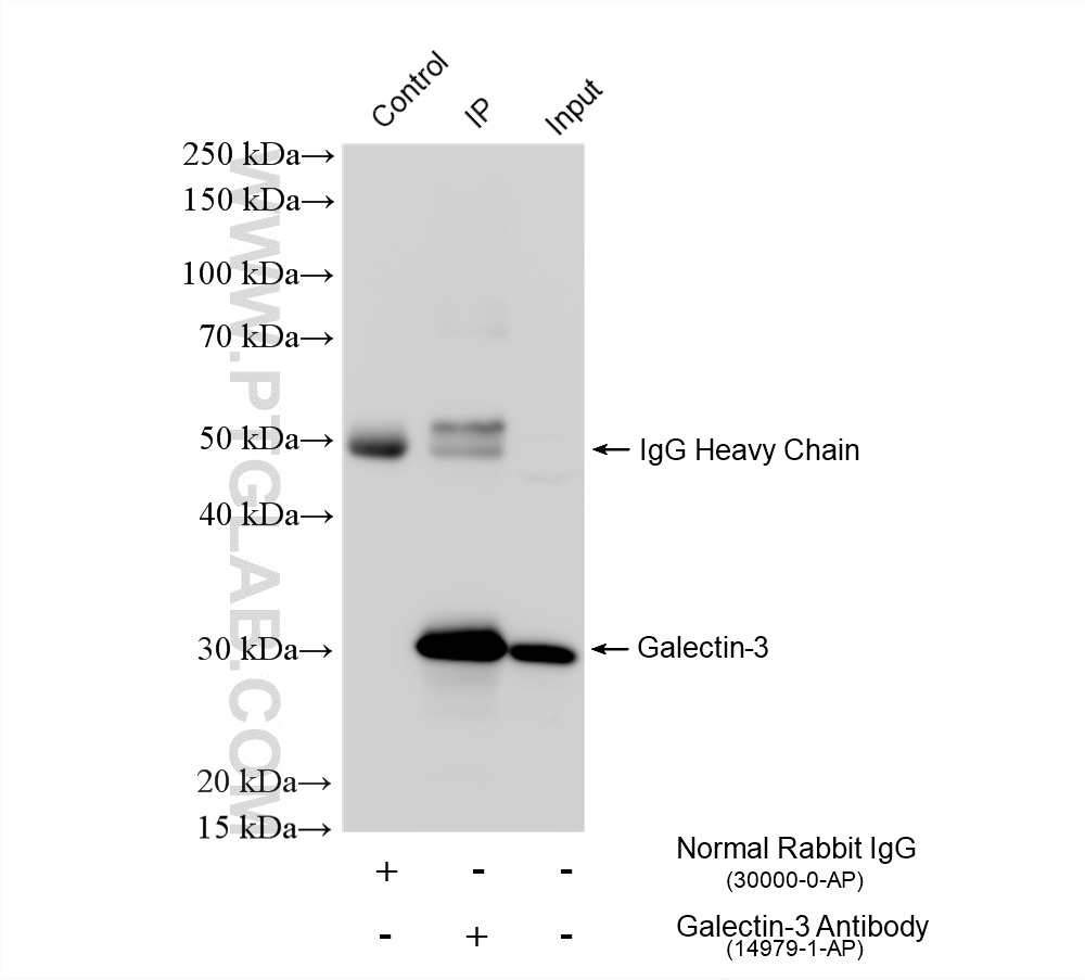 IP result of anti-Galectin-3 (IP:14979-1-AP, 4ug; Detection:14979-1-AP 1:20000) with MCF-7 cells lysate 1680 ug. IP experiment of MCF-7 using 14979-1-AP
