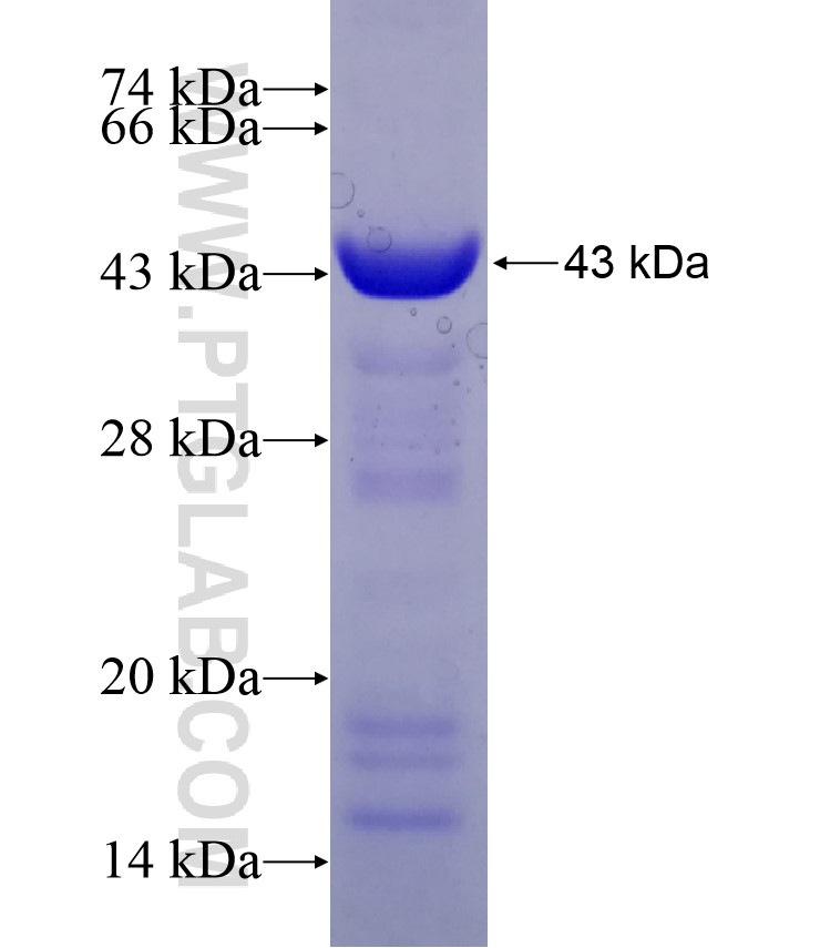 GALNS fusion protein Ag6585 SDS-PAGE