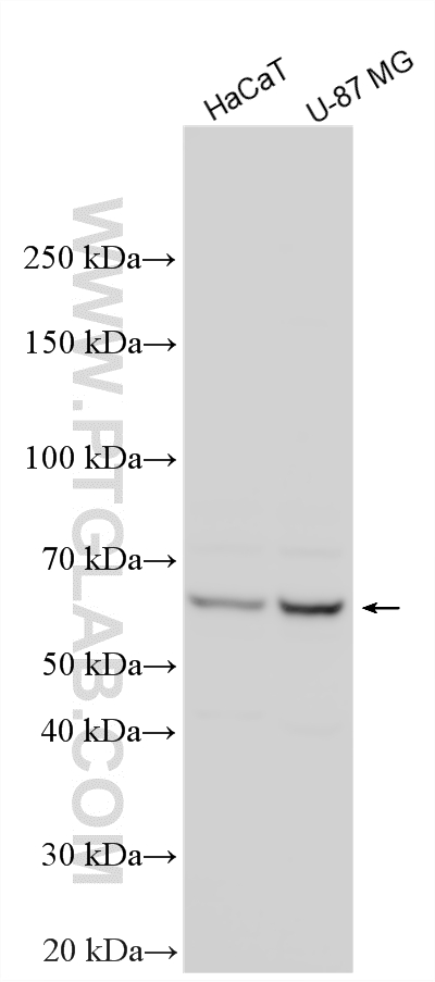 WB analysis using 16415-1-AP