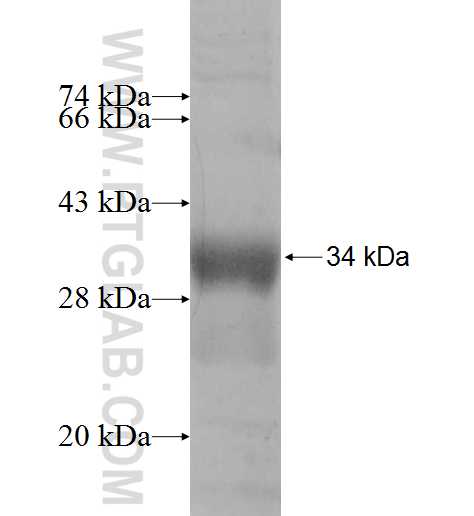 GALNT12 fusion protein Ag9589 SDS-PAGE