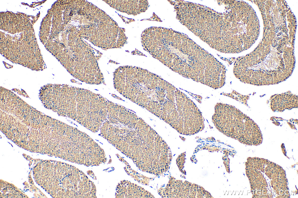 IHC staining of mouse testis using 24604-1-AP