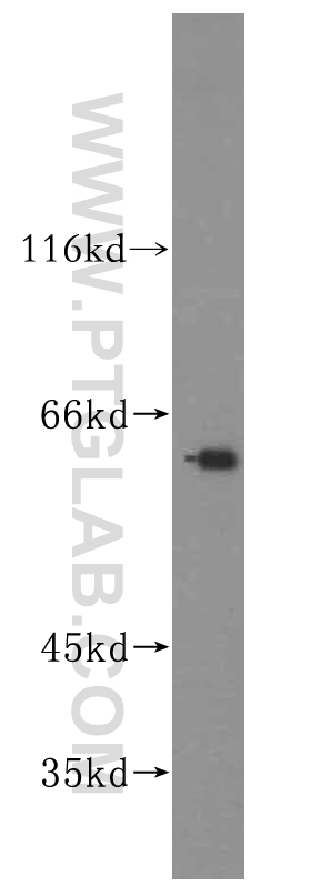 WB analysis of mouse testis using 16939-1-AP