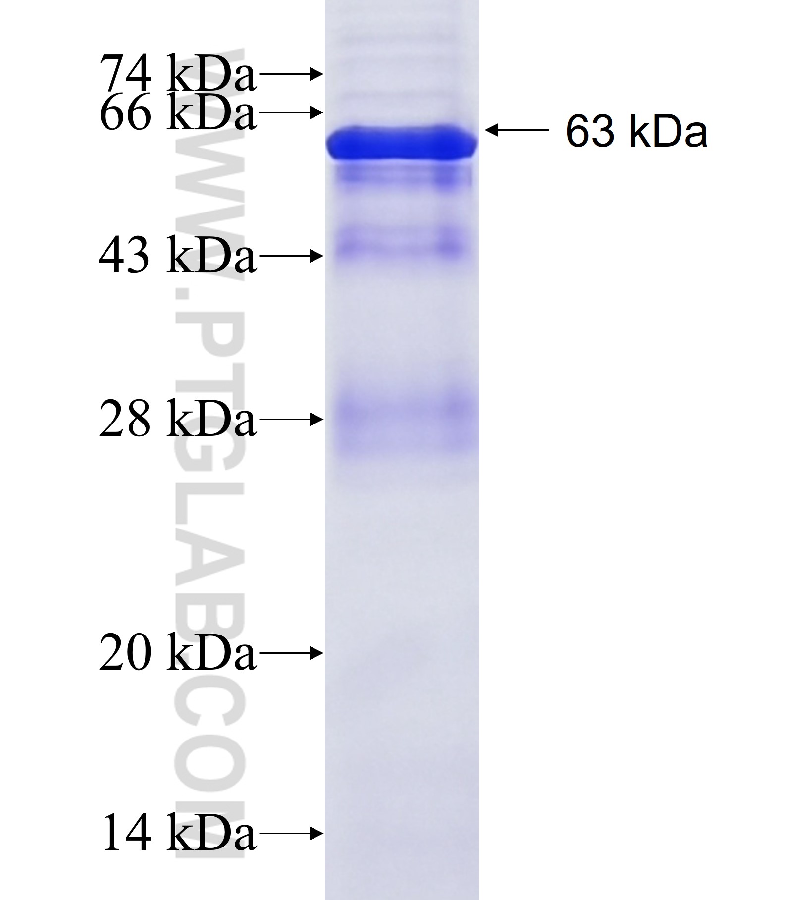 GALNT2 fusion protein Ag11523 SDS-PAGE