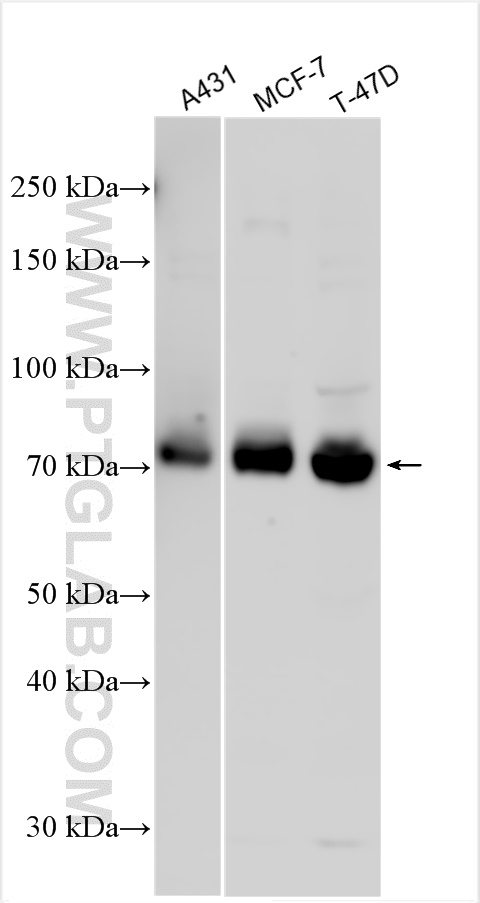 WB analysis using 13671-1-AP
