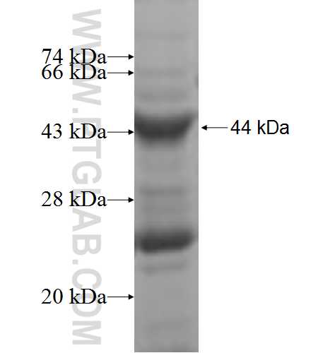GALNT7 fusion protein Ag4936 SDS-PAGE