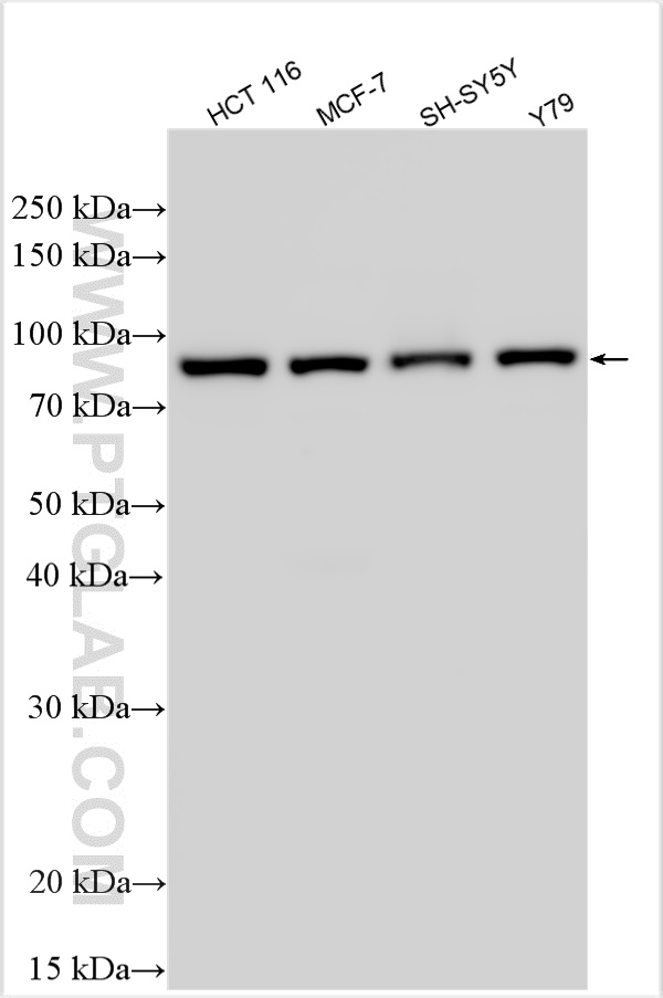 WB analysis using 24025-1-AP