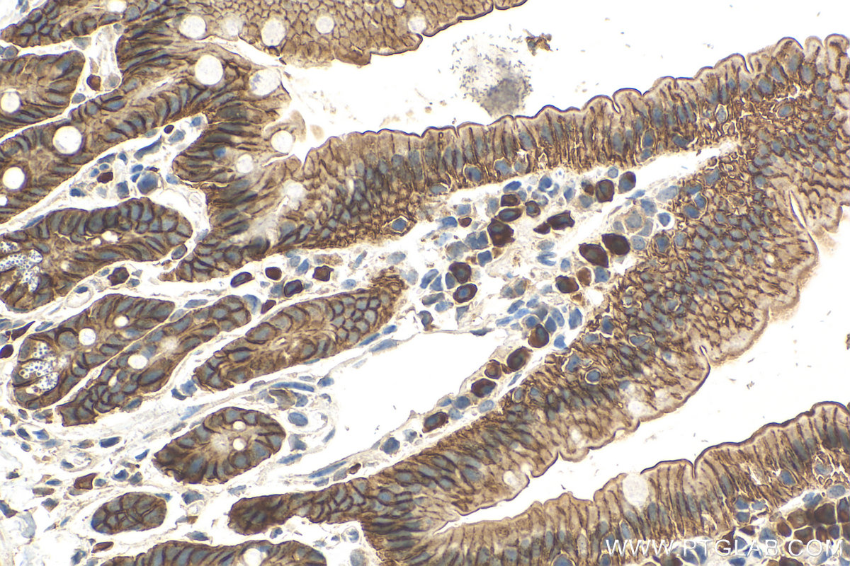 IHC staining of mouse small intestine using 16900-1-AP