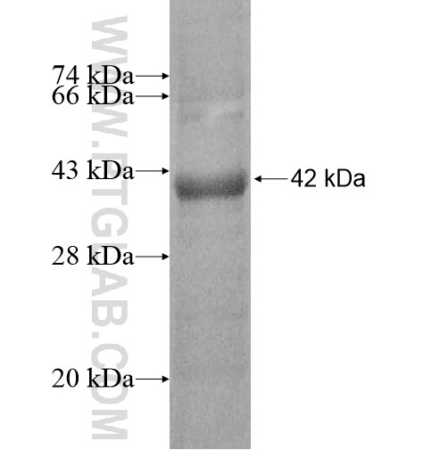 GALNTL5 fusion protein Ag10634 SDS-PAGE