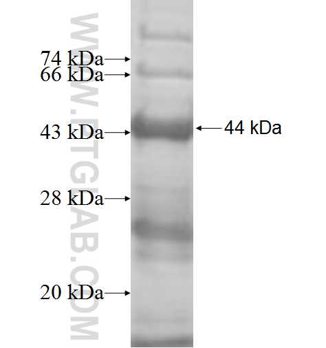 GAN fusion protein Ag5421 SDS-PAGE
