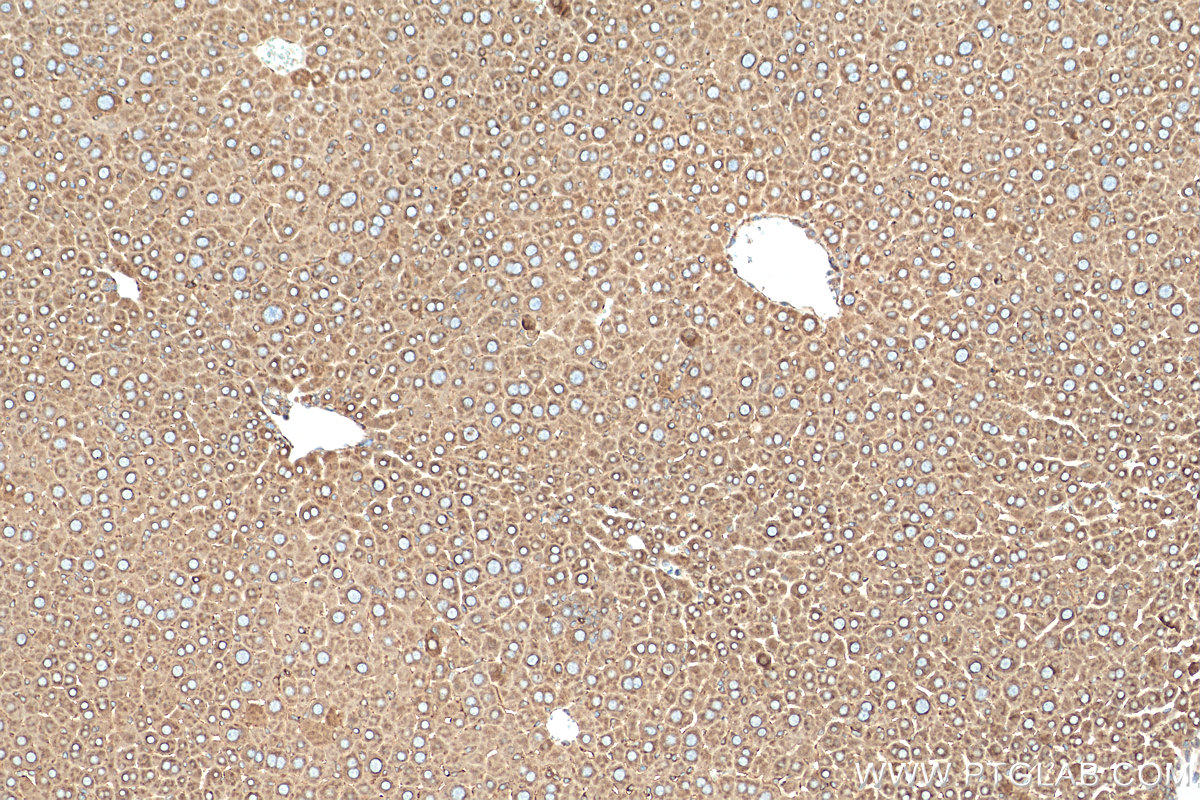 IHC staining of mouse liver using 29183-1-AP