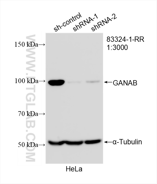 WB analysis of HeLa using 83324-1-RR (same clone as 83324-1-PBS)