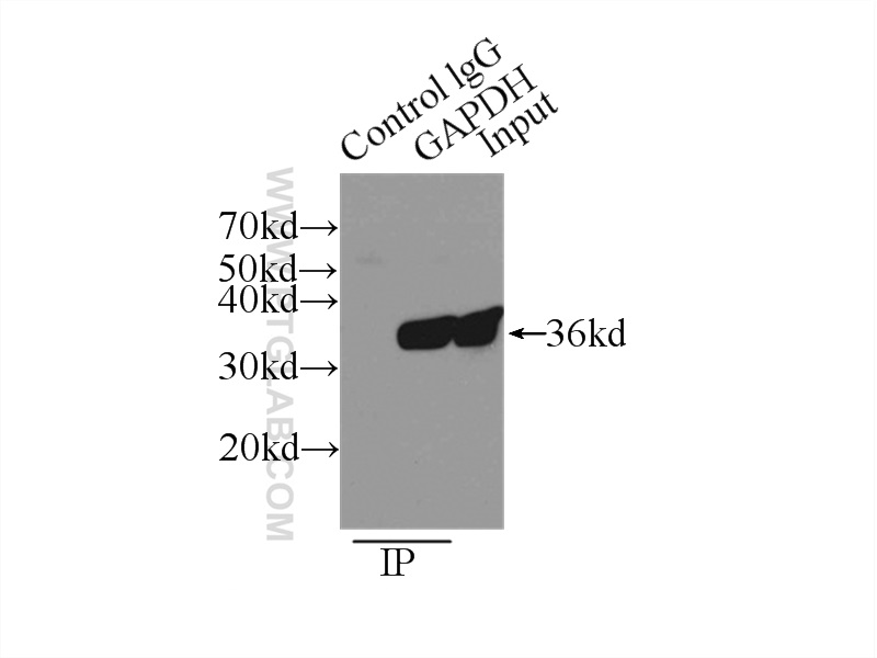 IP experiment of A549 using 10494-1-AP