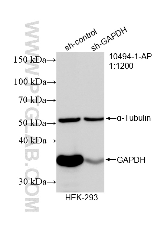 WB analysis of HEK-293 using 10494-1-AP WB analysis of HEK-293 using 10494-1-AP