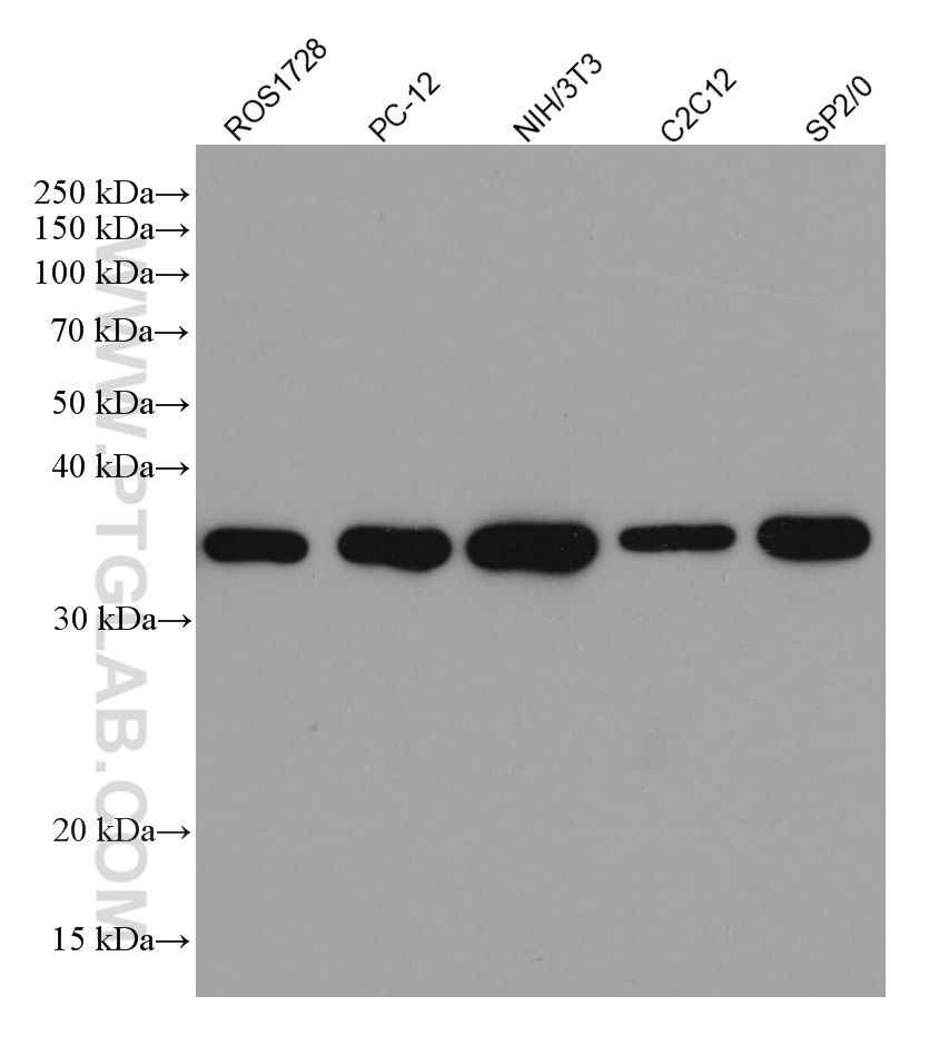 WB analysis using 60004-1-Ig (same clone as 60004-1-PBS)