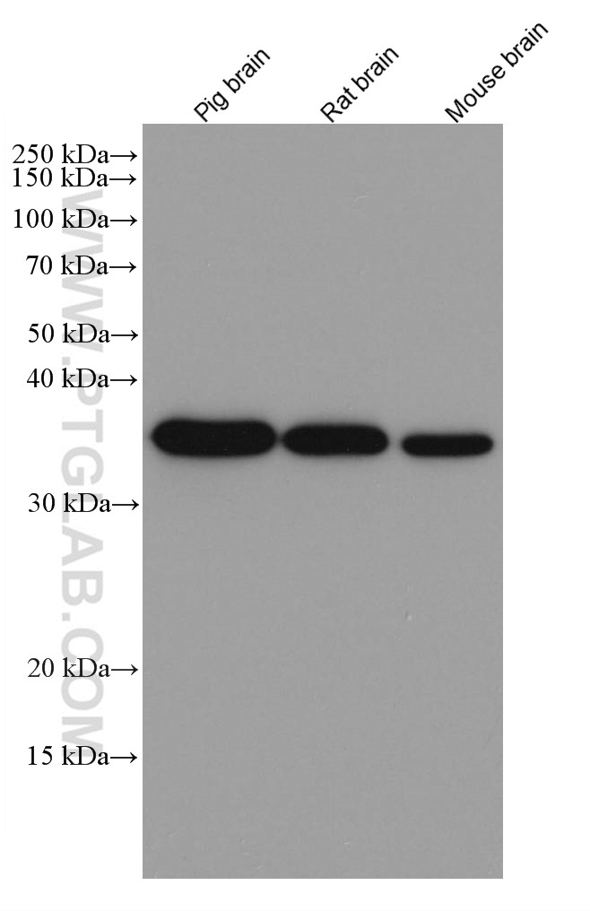 WB analysis using 60004-1-Ig