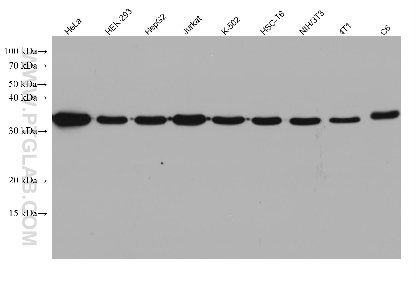 WB analysis using 60004-1-Ig (same clone as 60004-1-PBS)