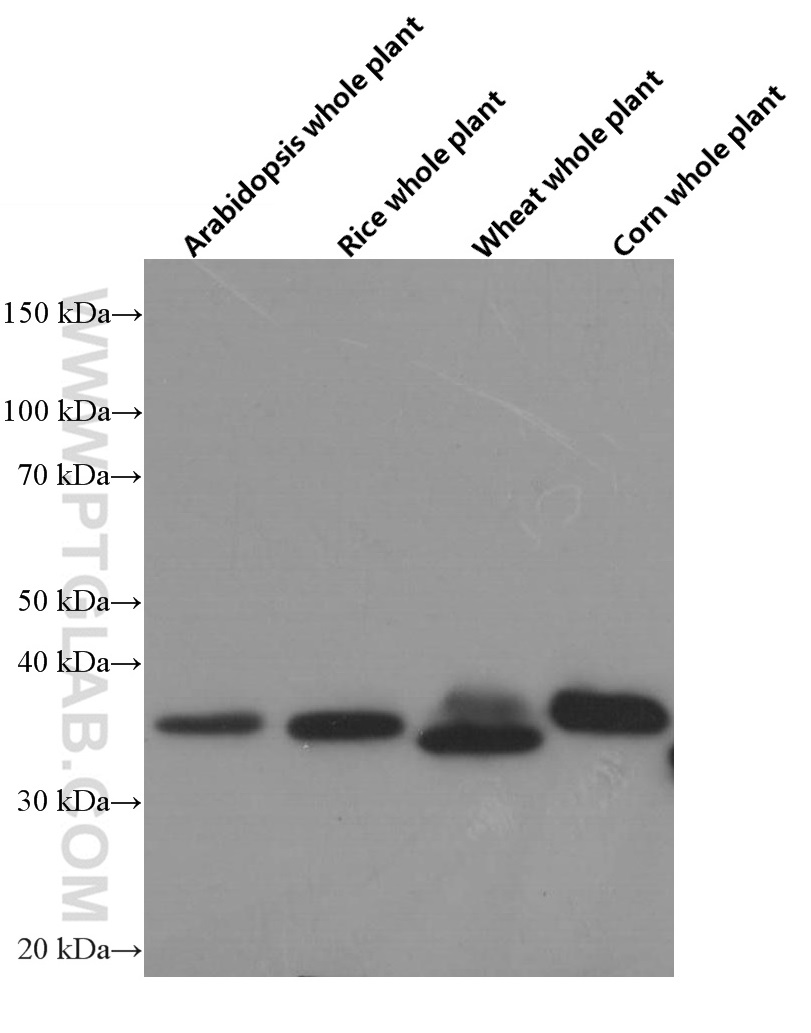 WB analysis of arabidopsis whole plant using 60004-1-Ig