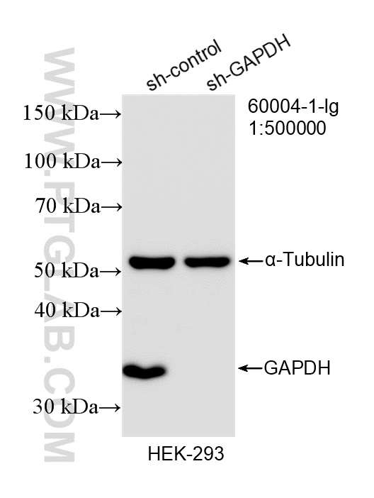 WB analysis of HEK-293 using 60004-1-Ig WB analysis of HEK-293 using 60004-1-Ig