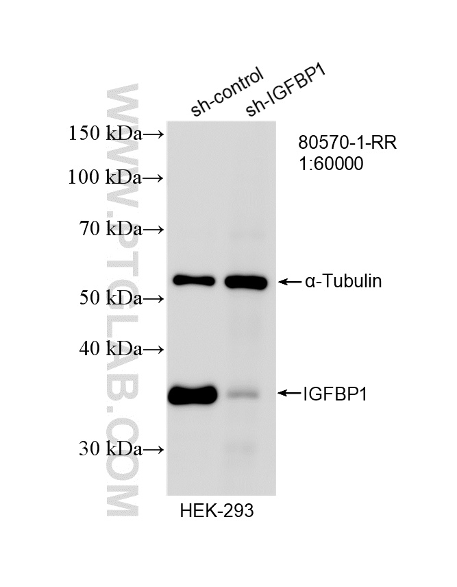 WB analysis of HEK-293 using 80570-1-RR WB analysis of HEK-293 using 80570-1-RR