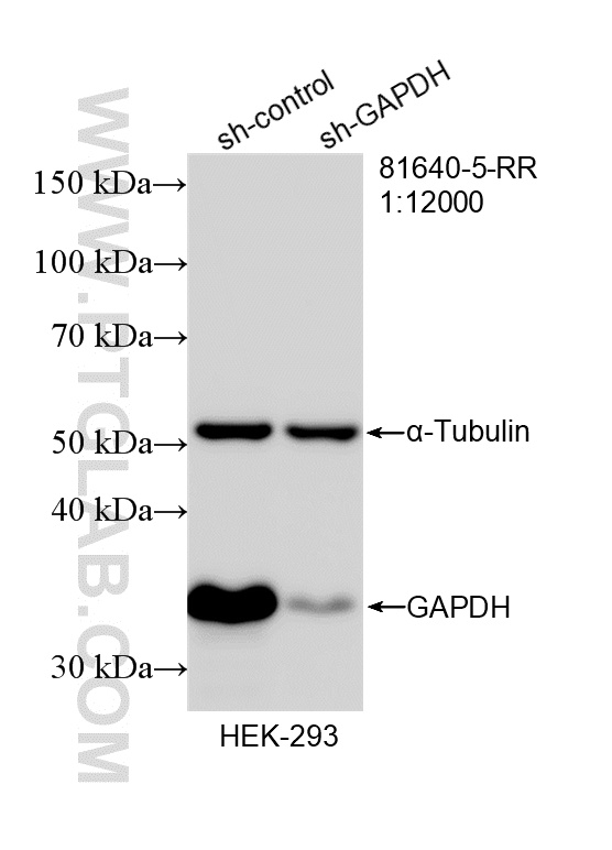 WB analysis of HEK-293 using 81640-5-RR