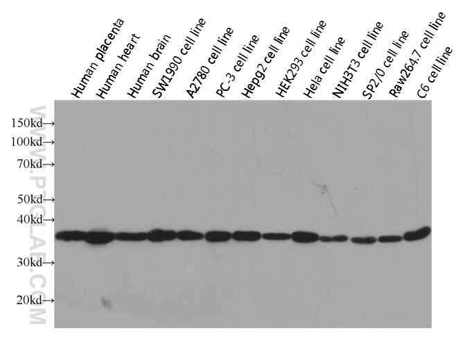 GAPDH Antibody WB multi-cells/tissue HRP-60004