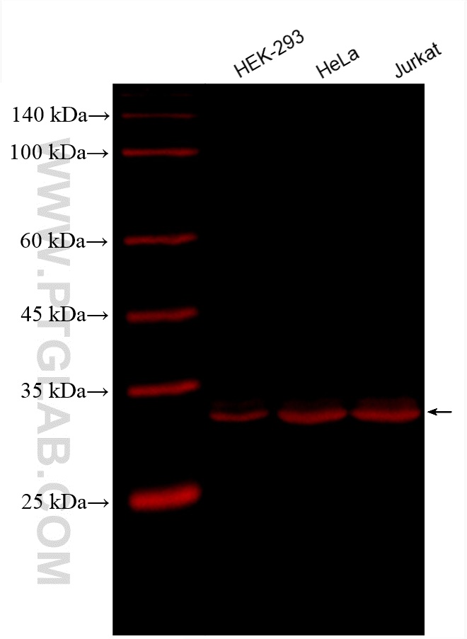 WB analysis using CL647-80570