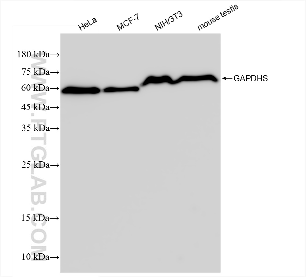 WB analysis using 83290-3-RR (same clone as 83290-3-PBS)