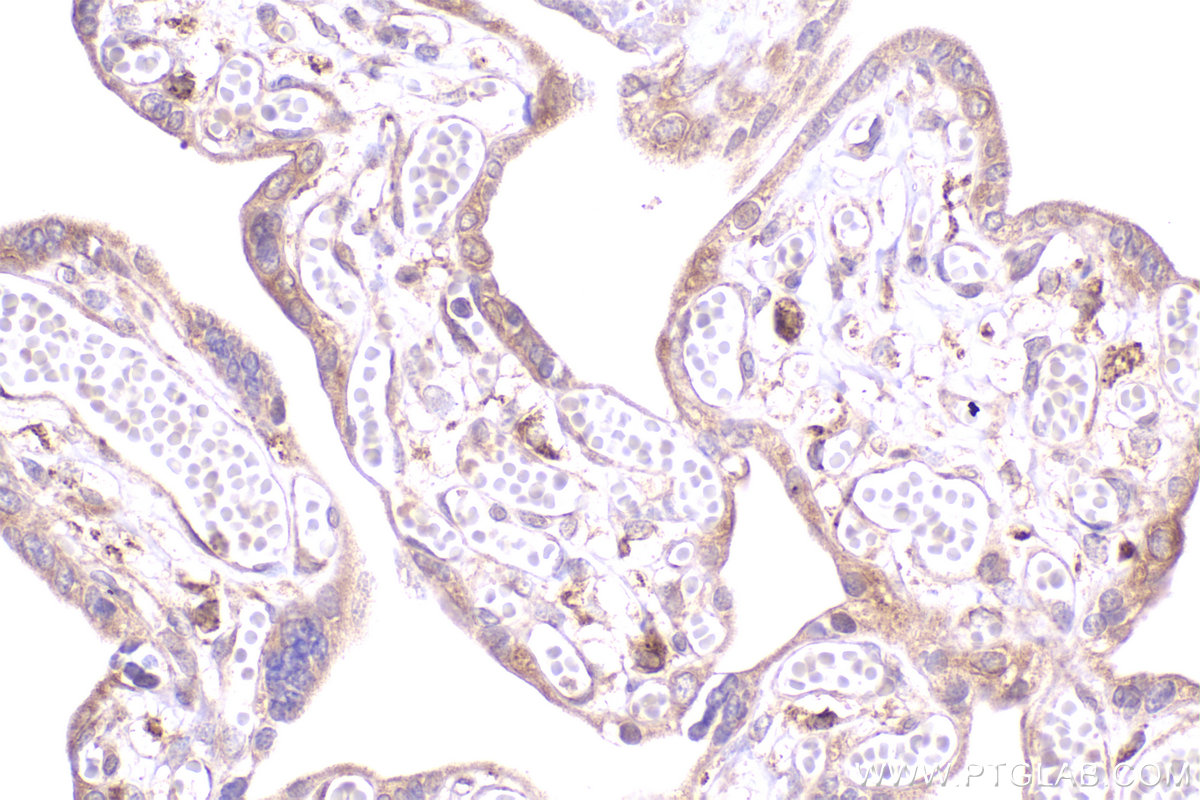 IHC staining of human placenta using 16940-1-AP