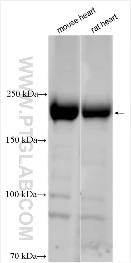 WB analysis using 16940-1-AP