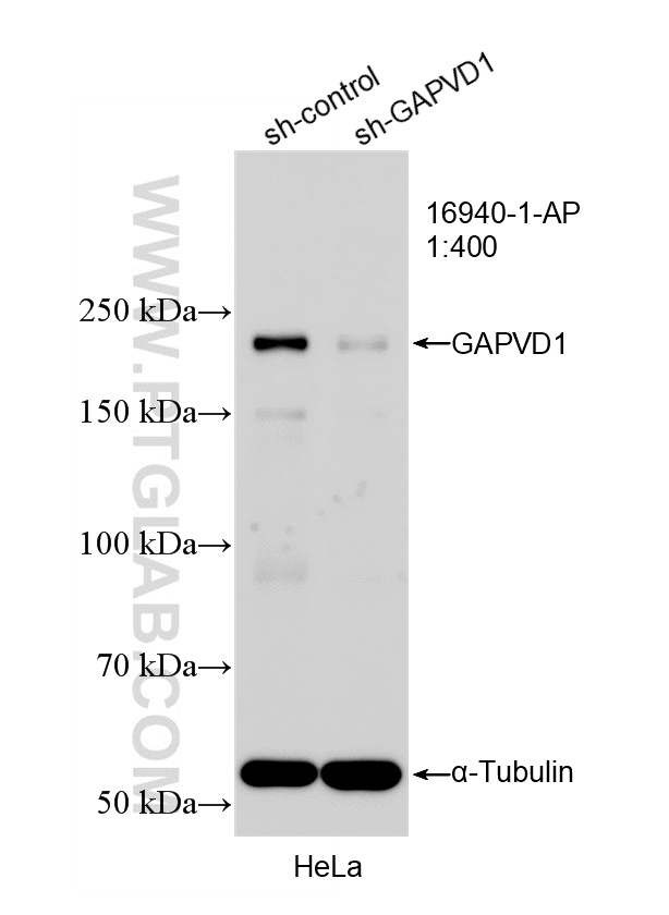 WB analysis of HeLa using 16940-1-AP