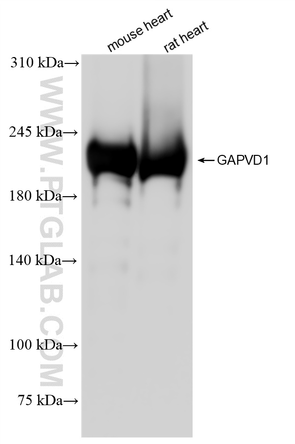 WB analysis using 84343-3-RR (same clone as 84343-3-PBS)
