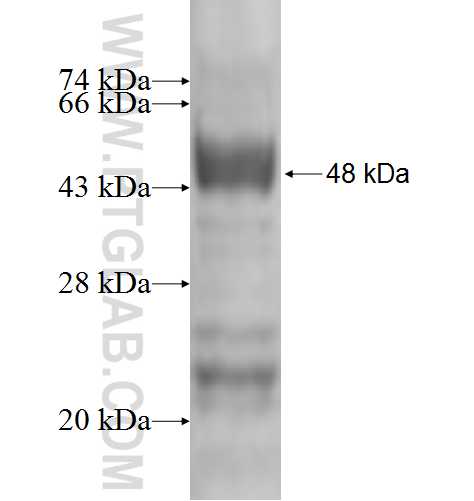 GAR1 fusion protein Ag2282 SDS-PAGE